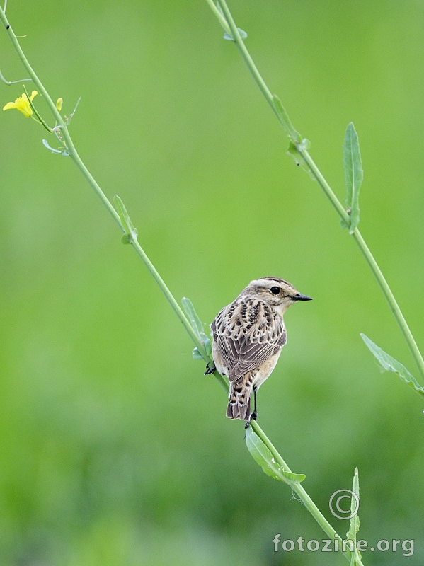 Smeđeglavi batić (Saxicola rubetra)