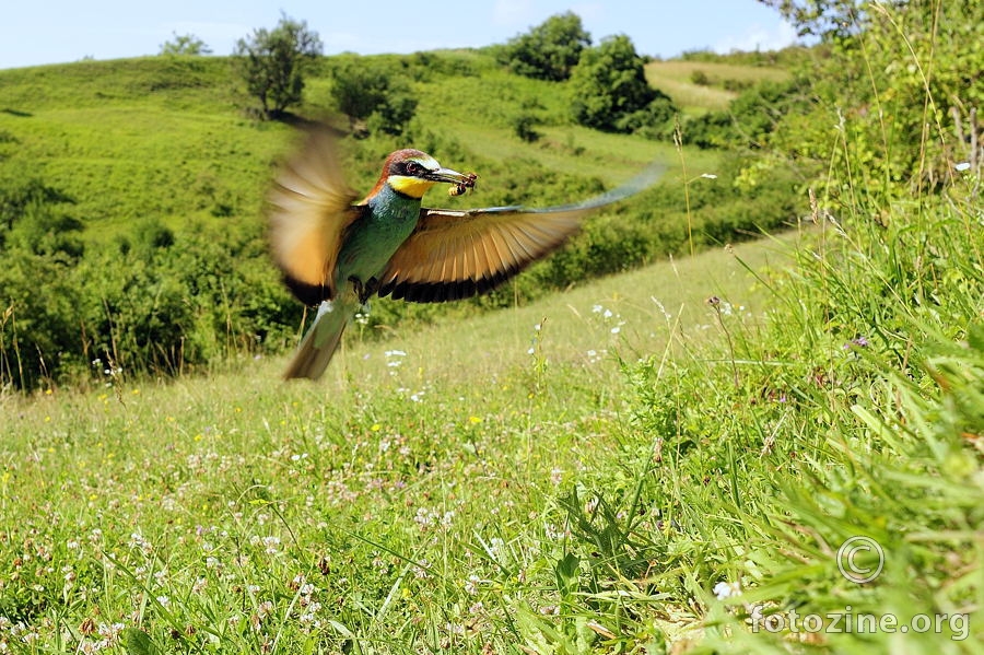 Pčelarica (Merops apiaster)