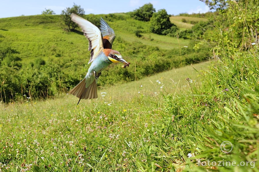 Pčelarica (Merops apiaster)