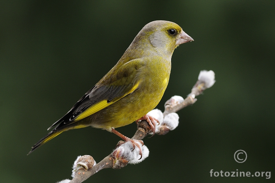 Zelendur (Carduelis chloris)