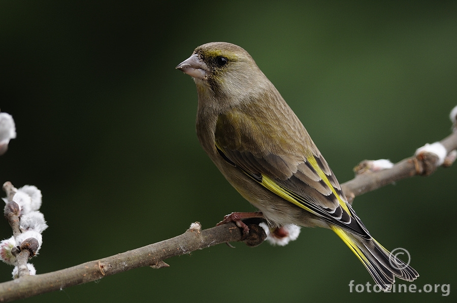 Zelendur (Carduelis chloris)