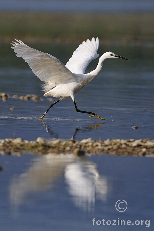 Mala bijela čaplja (Egretta garzetta)