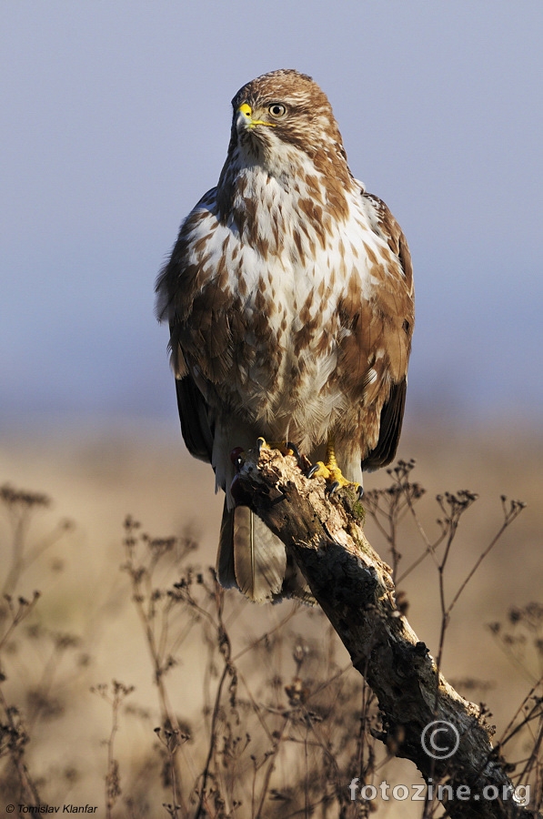 Škanjac (Buteo buteo)