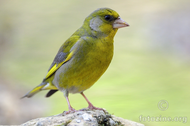 Zelendur (Carduelis chloris)