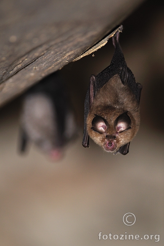 Mali potkovnjak (Rhinolophus hipposideros)