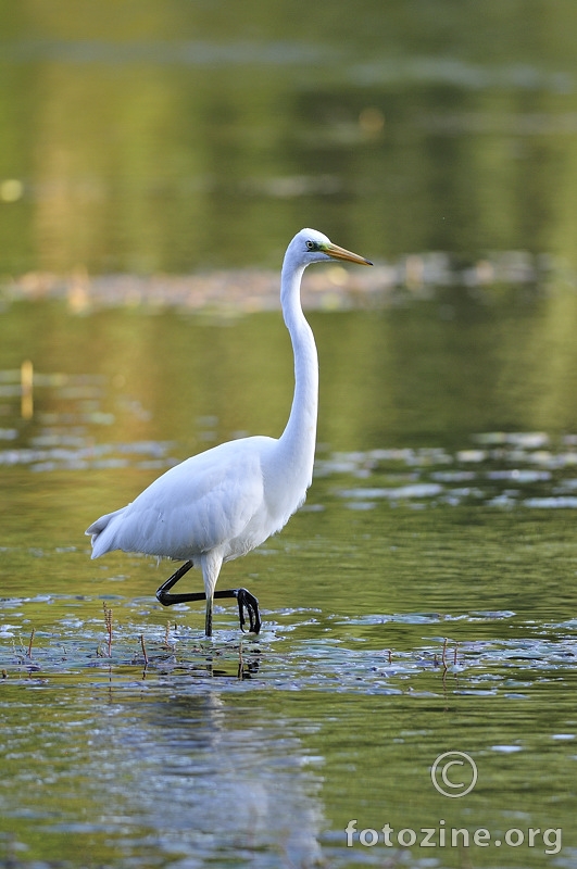 Velika bijela čaplja (Egretta alba)