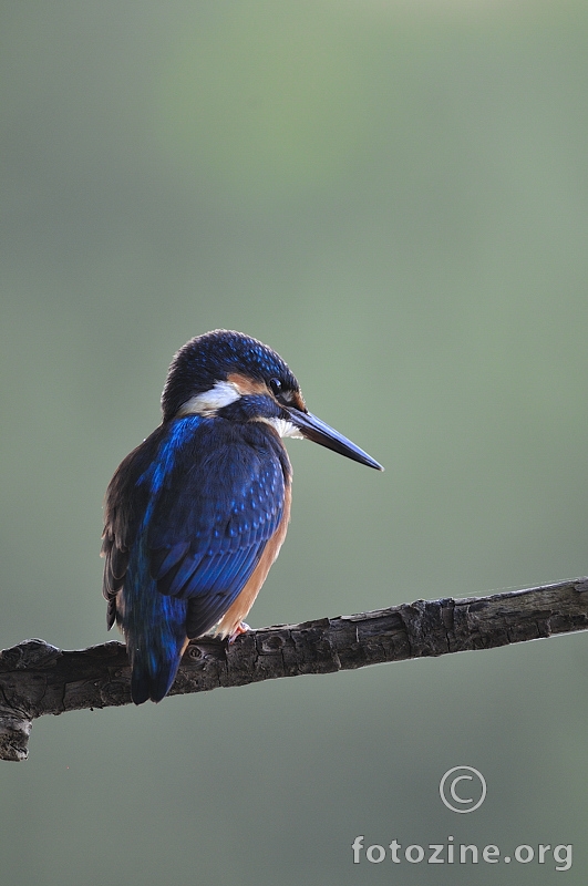 Vodomar (Alcedo atthis)