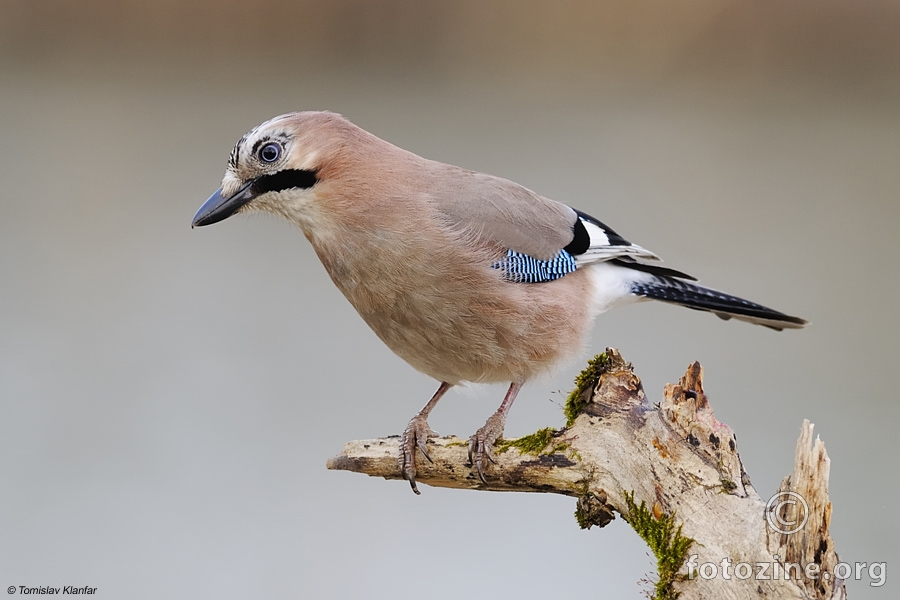 Šojka (Garrulus glandarius)