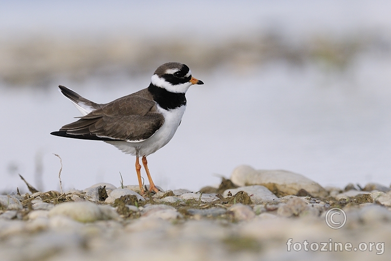 Kulik blatarić (Charadris hiaticula)