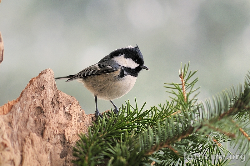 Jelova sjenica (Parus ater)