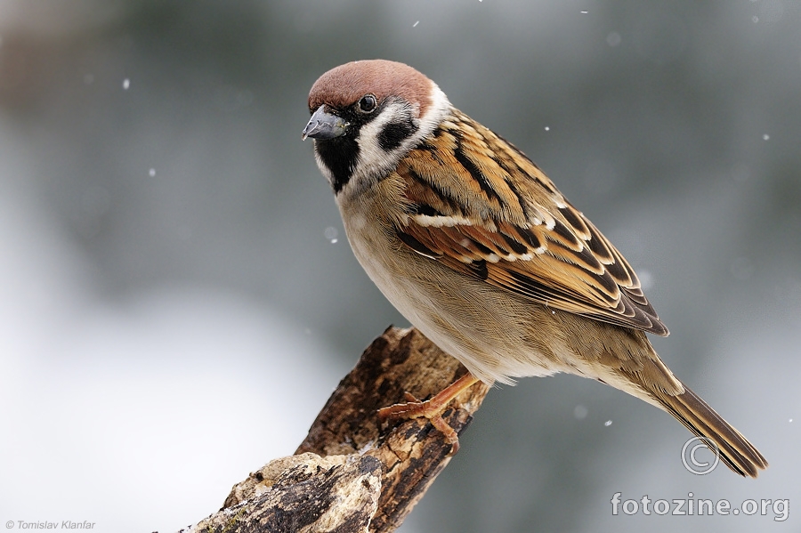 Poljski vrabac (Passer montanus)