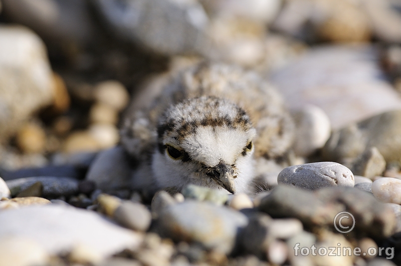 Kulik slijepčić (Charadrius dubius)