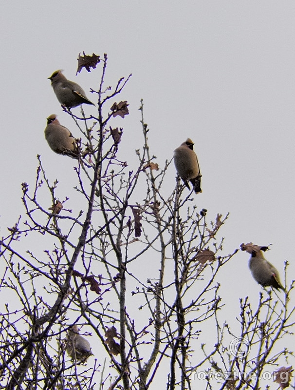 Kugara (Bombycilla garrulus)