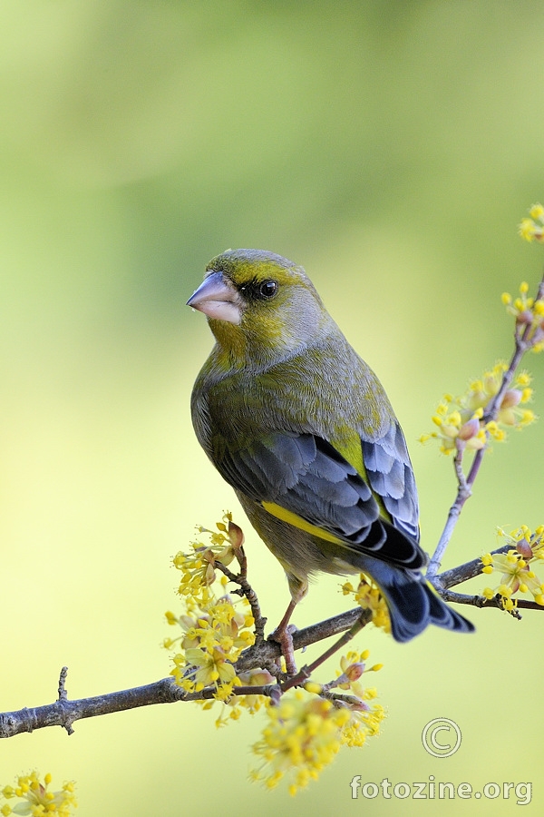 Zelendur (Carduelis chloris)