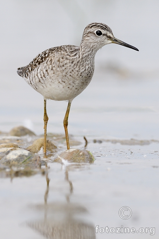 Prutka migavica (Tringa glareola)