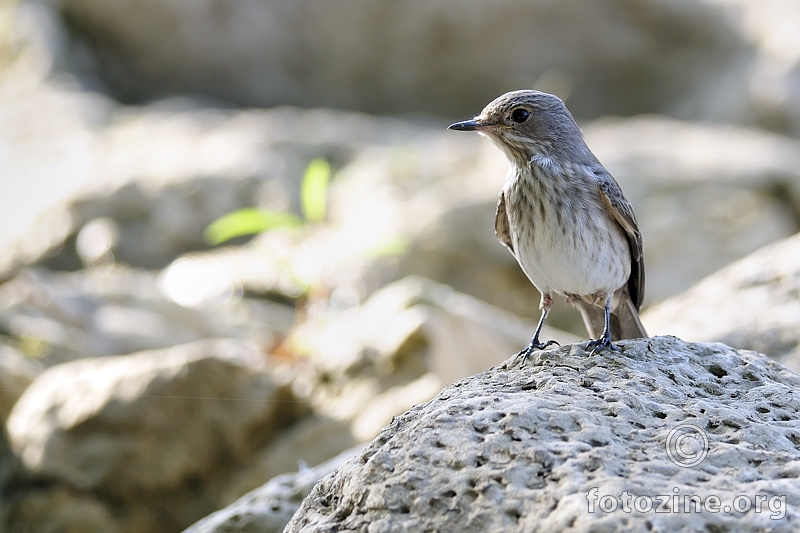 Siva muharica (Muscicapa striata)