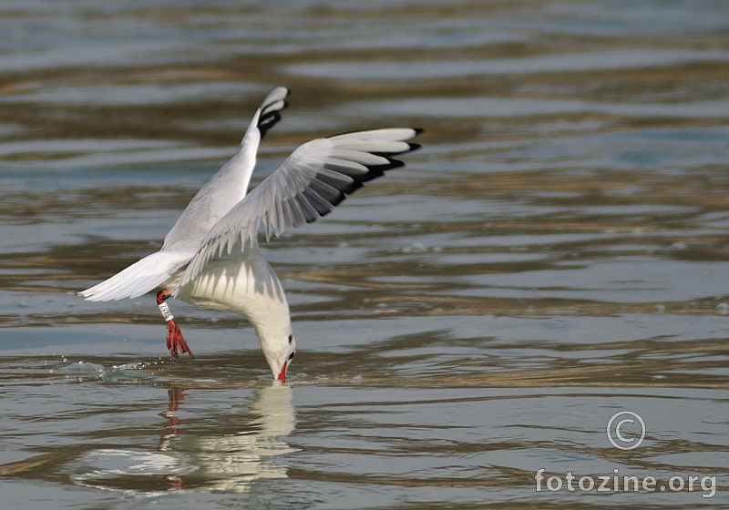 Riječni galeb (Larus ridibundus)