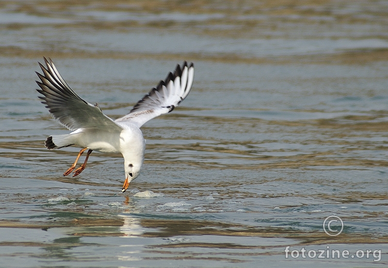 Riječni galeb (Larus ridibundus)