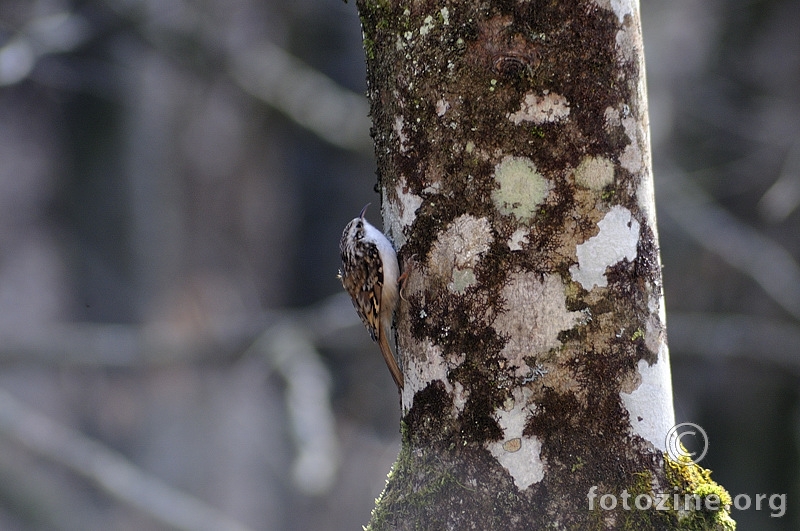 Mali puzavac (Certhia familiaris)