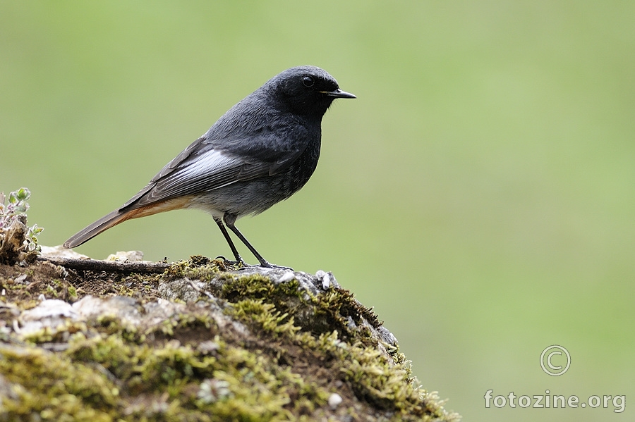 Mrka crvenrepka (Phoenicurus ochruros)