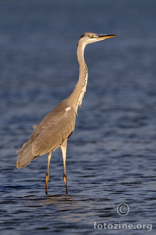 Siva čaplja (Ardea cinerea)