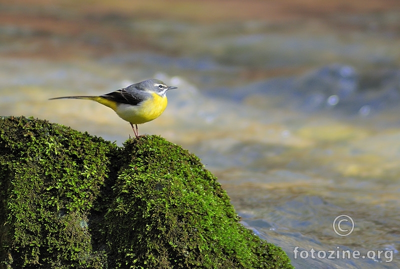 Gorska pastirica (Motacilla cinerea)