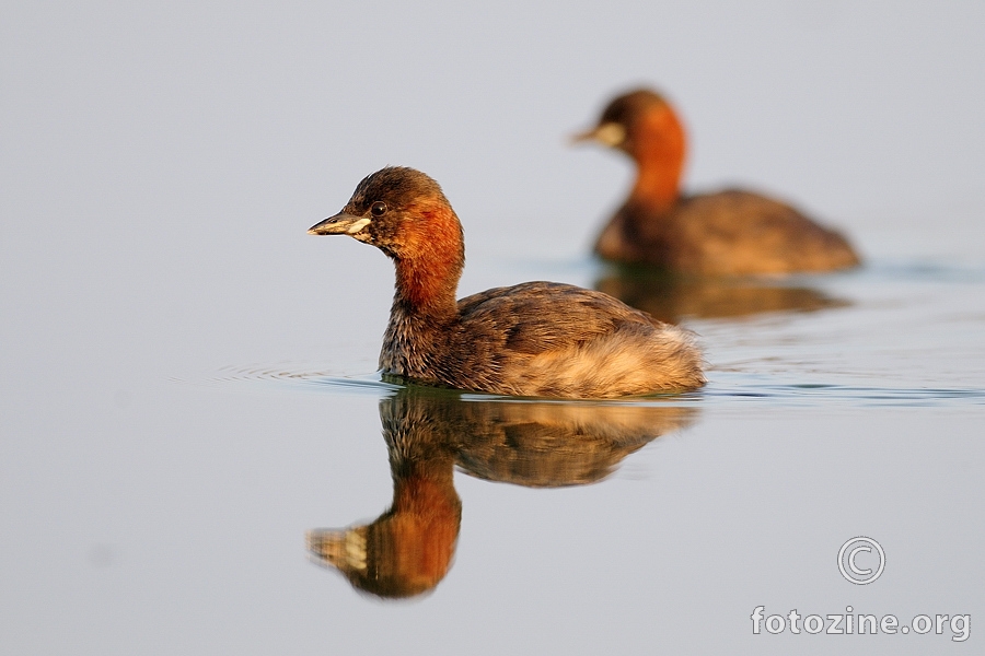 Mali gnjurac (Podiceps ruficollis)