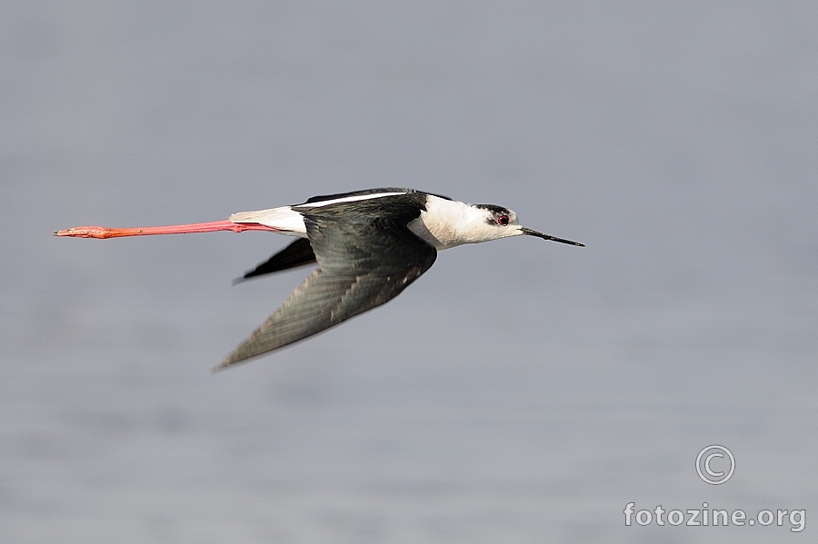 Vlastelica (Himantopus himantopus)