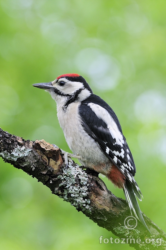 Veliki djetlić (Dendrocopus major)