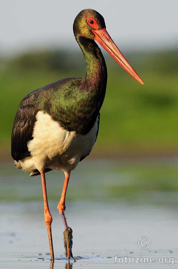 Crna roda (Ciconia nigra)