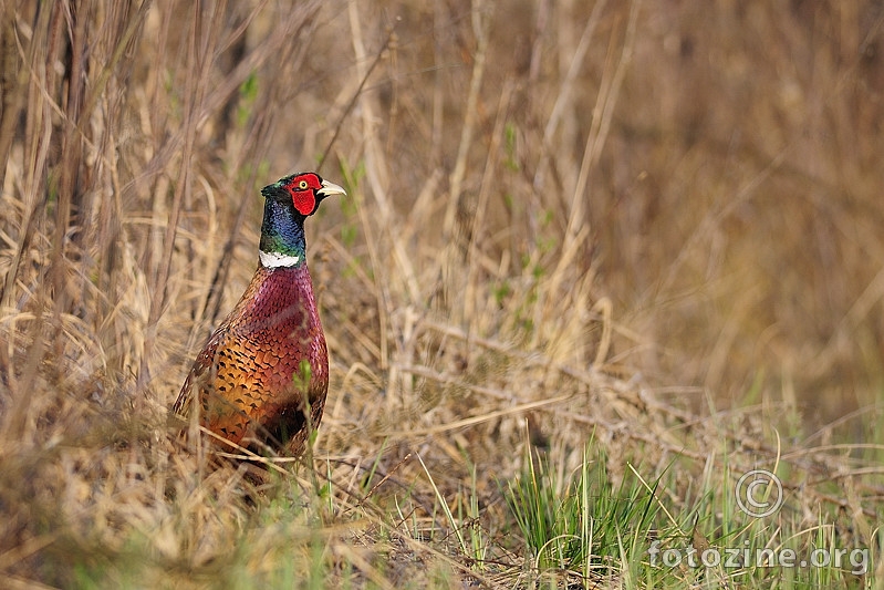 Fazan (Phasianus colchicus)