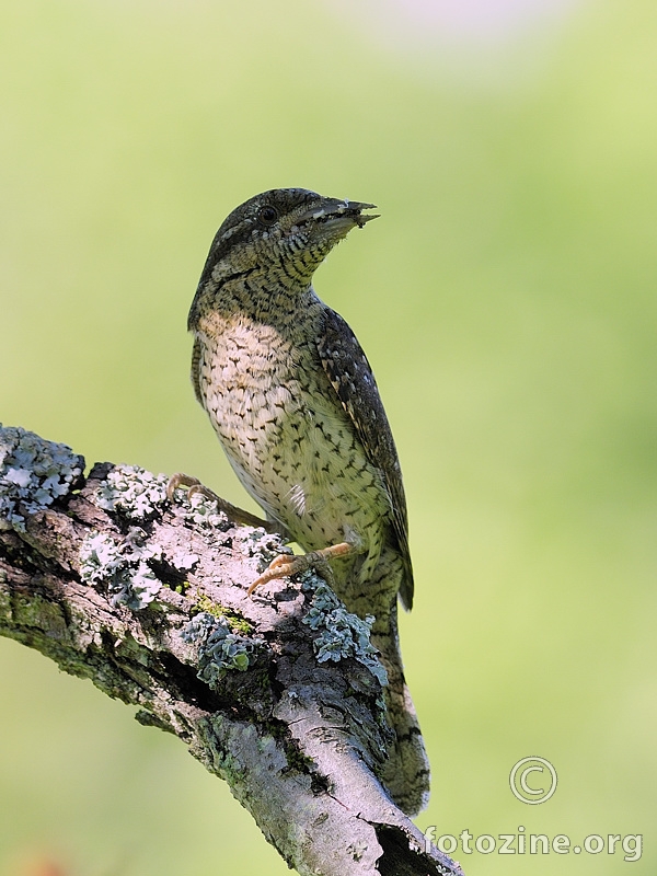 Vijoglav (Jynx torquilla)