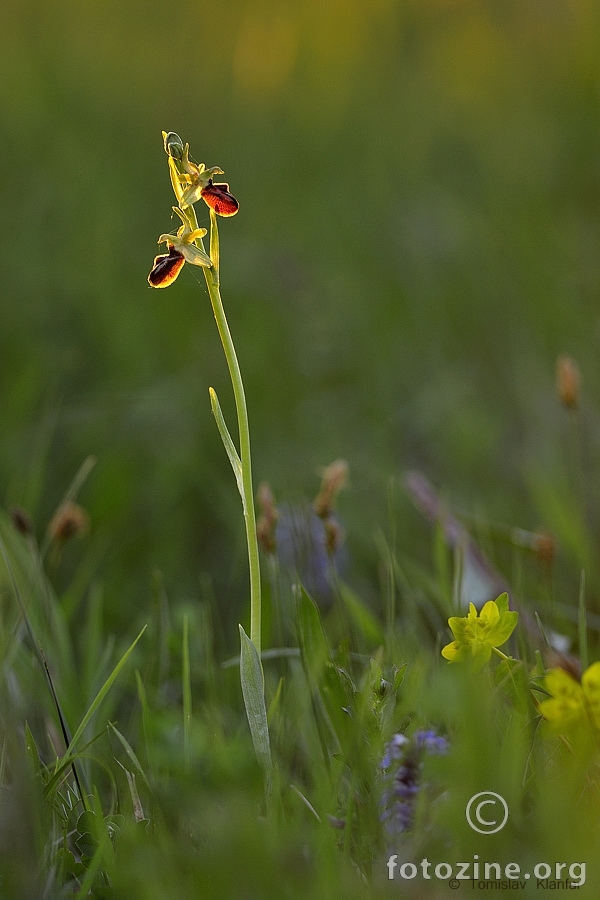 Paukova kokica (Ophrys aranifera)