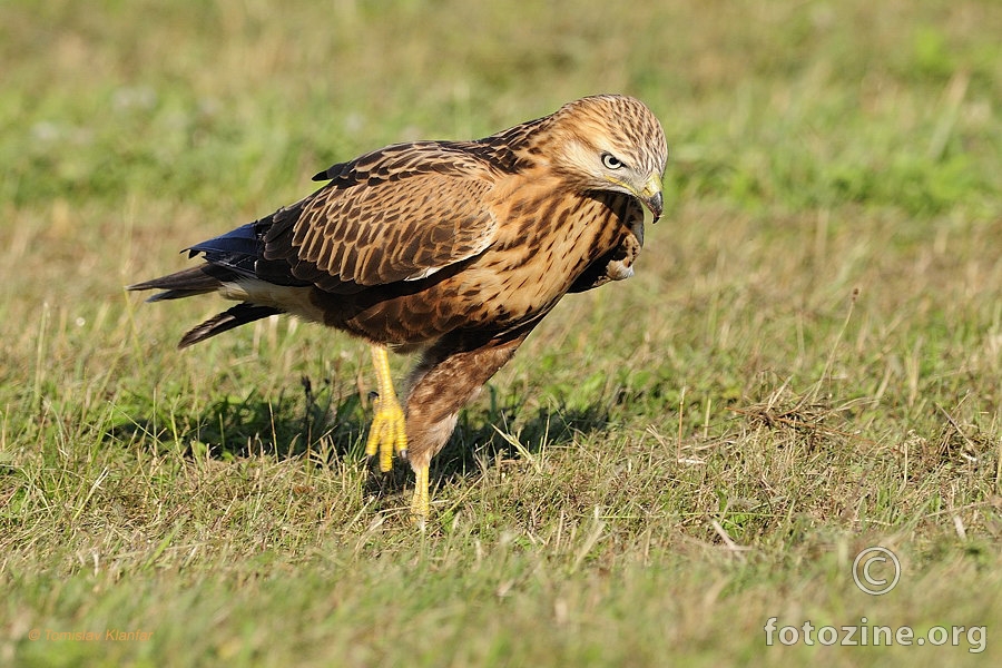 Riđi škanjac (Buteo rufinus)