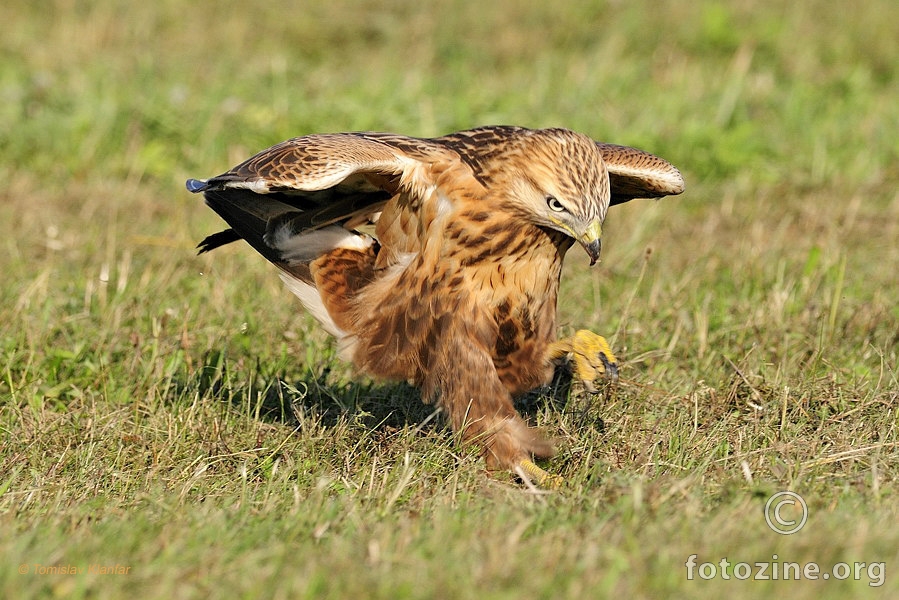 Riđi škanjac (Buteo rufinus)