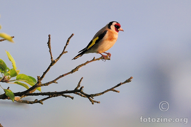 Češljugar (Carduelis carduelis)