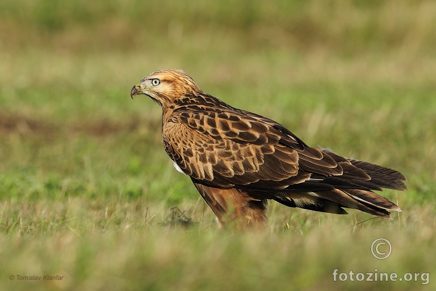 Riđi škanjac (Buteo rufinus)