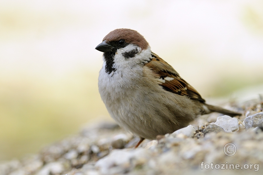 Poljski vrabac (Passer montanus)