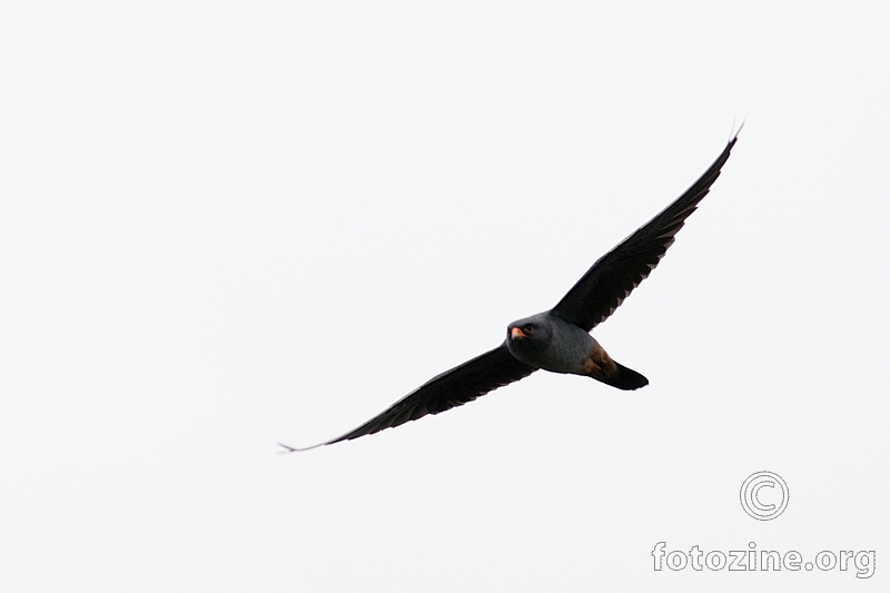 Crvenonoga vjetruša (Falco vespertinus)