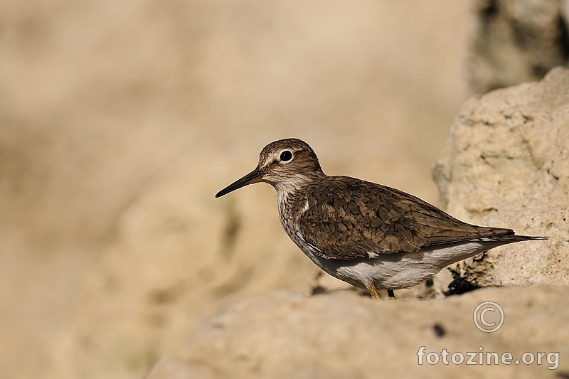 Mala prutka (Tringa hypoleucos)