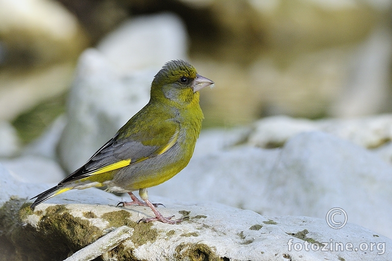 Zelendur (Chloris chloris)