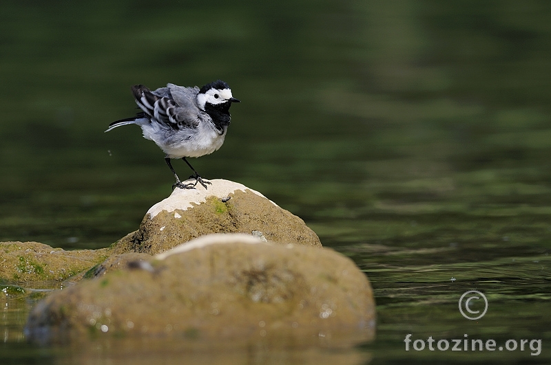 Bijela pastirica (Motacilla alba alba)