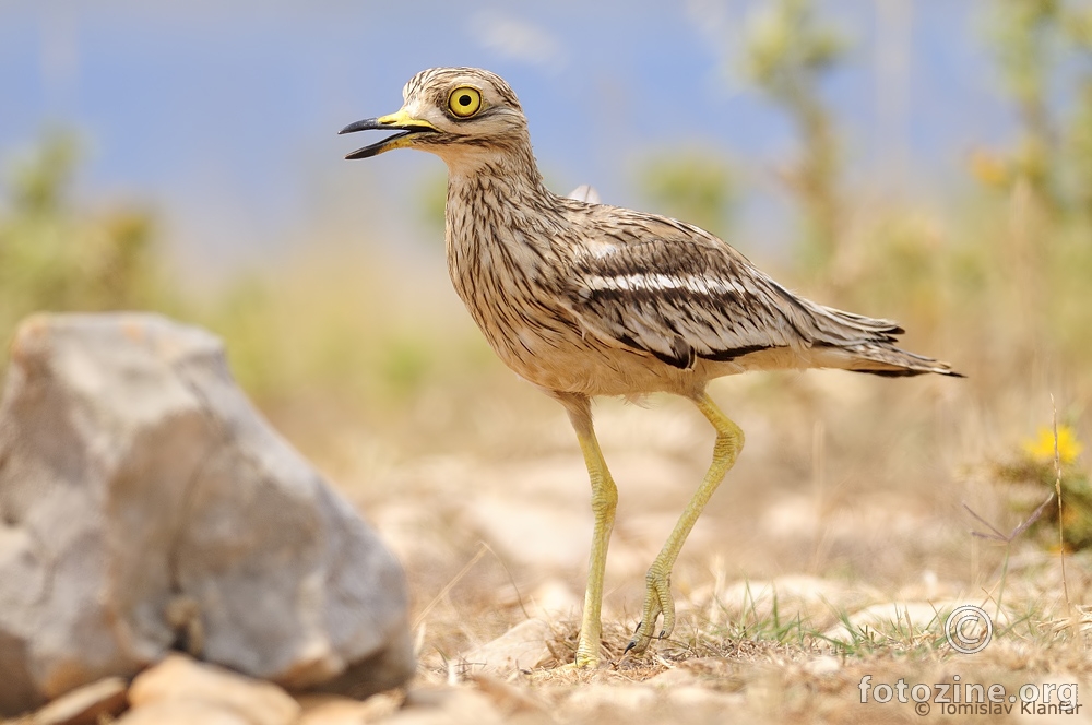 Ćukavica (Burhinus oedicnemus)