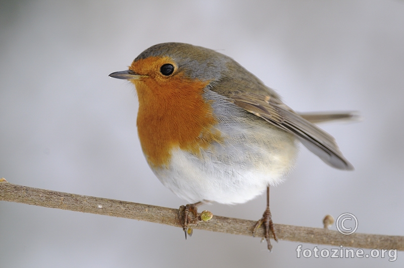 Crvendać (Erithacus rubecula)