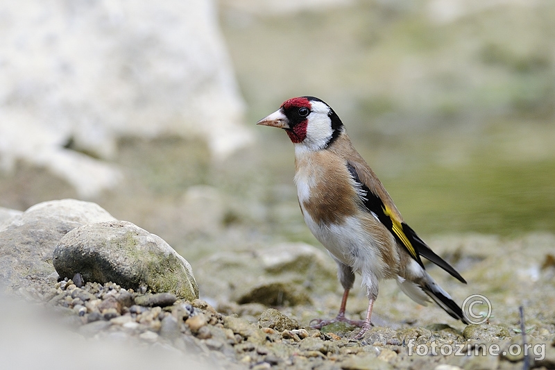 Češljugar (Carduelis carduelis)