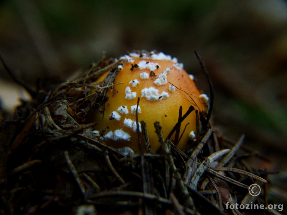 Muharica mala - Amanita muscaria