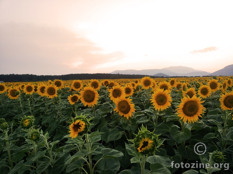 Suncokreti u Austriji 