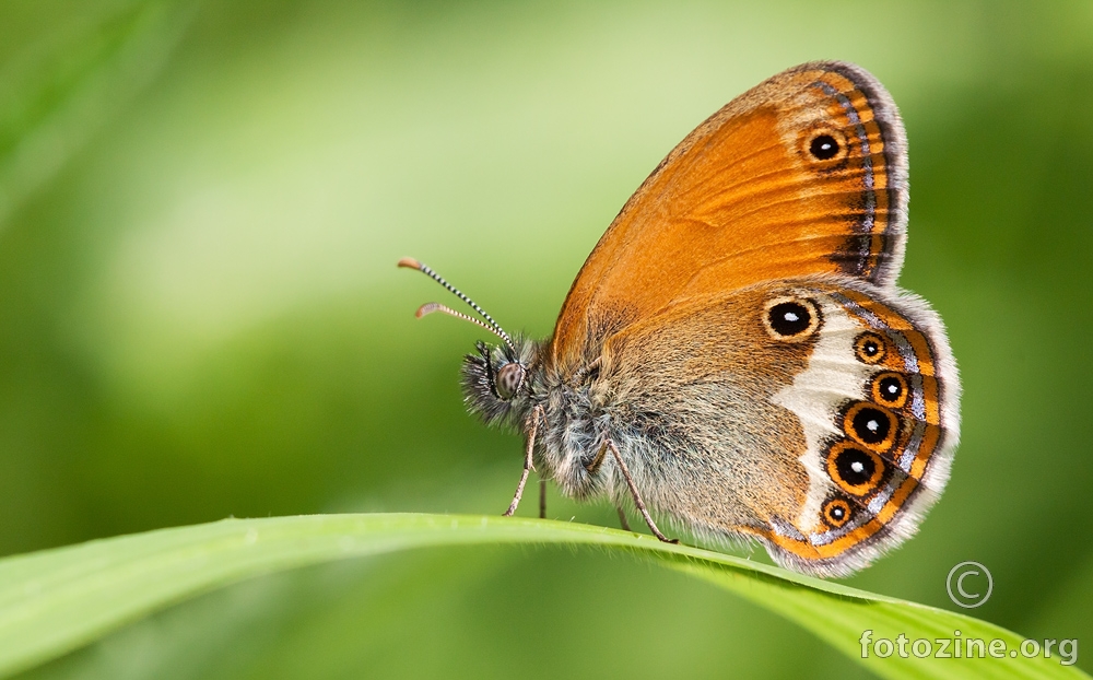 bjelokrili okaš (Coenonympha arcania)