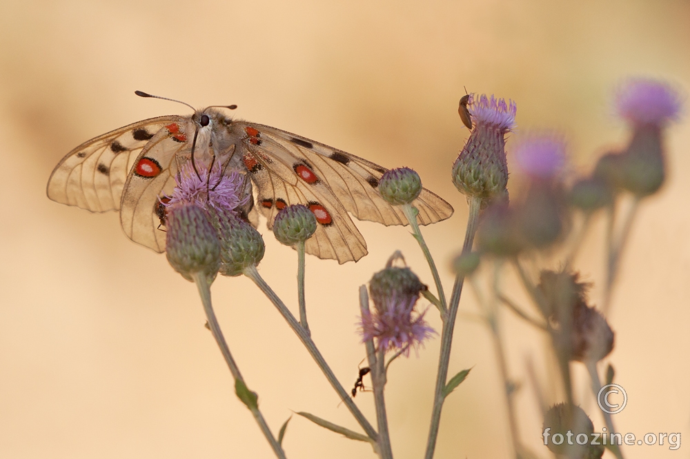 apolon (Parnassius apollo)