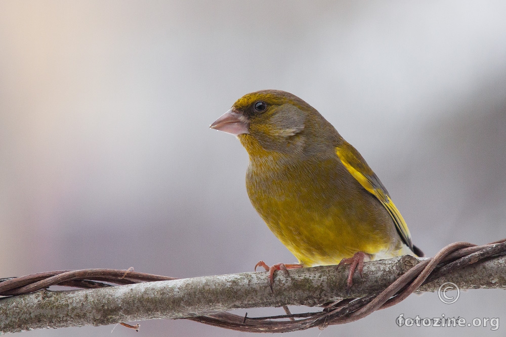 zelendur (Carduelis chloris)